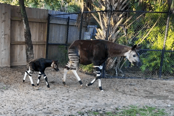 A Celebration of Life at Houston Zoo