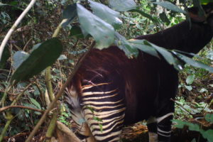 Pen Pals to Save Okapi: Camera Trap Conservation
