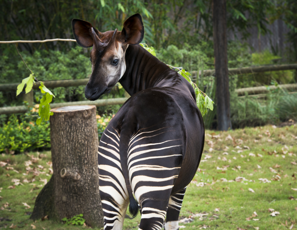 Good News: We are Protecting Wild Okapi - The Houston Zoo
