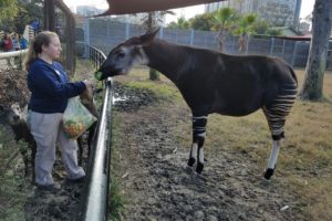 Pen Pals to Save Okapis