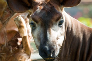 Pen Pals to Save Okapis: Conservation in the Ituri Forest