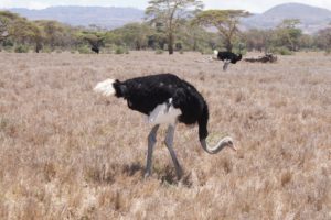 Zoo Employees: Expedition to Kenya Pt. 2
