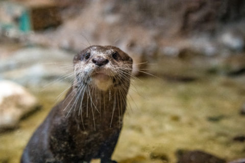 Good News: We are Protecting Wild Otters in Asia - The Houston Zoo