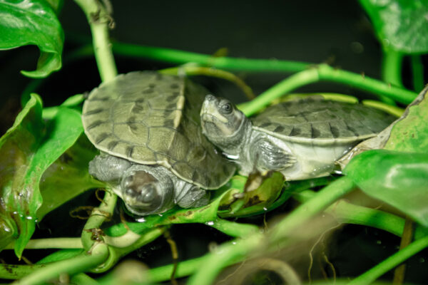 First Painted Terrapins Hatch at the Houston Zoo