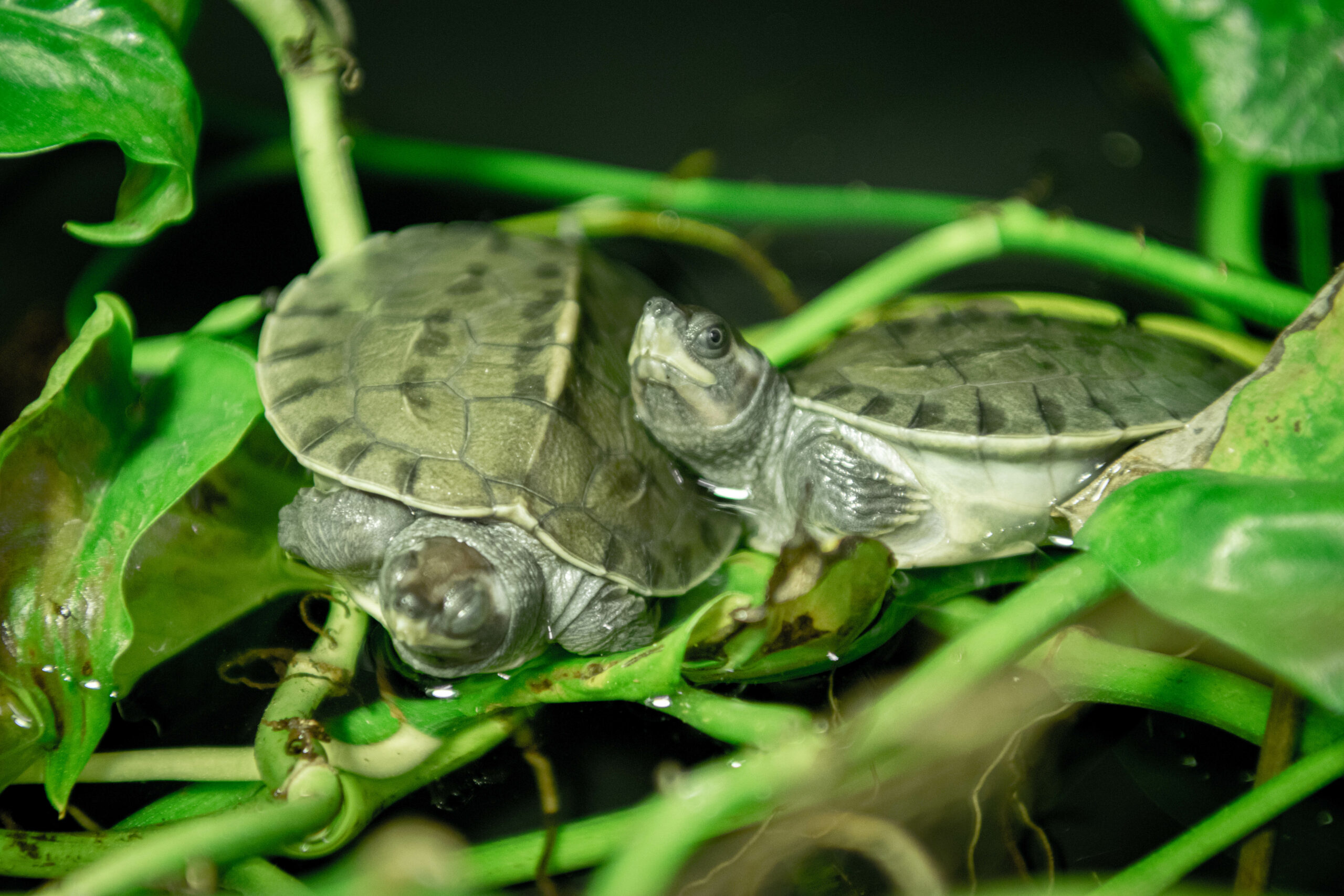 First Painted Terrapins Hatch at the Houston Zoo - The Houston Zoo