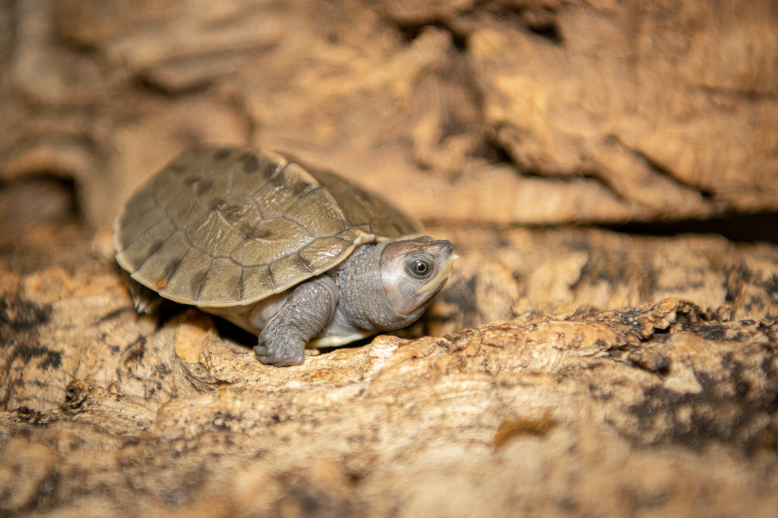 painted terrapin turtle baby in dirt