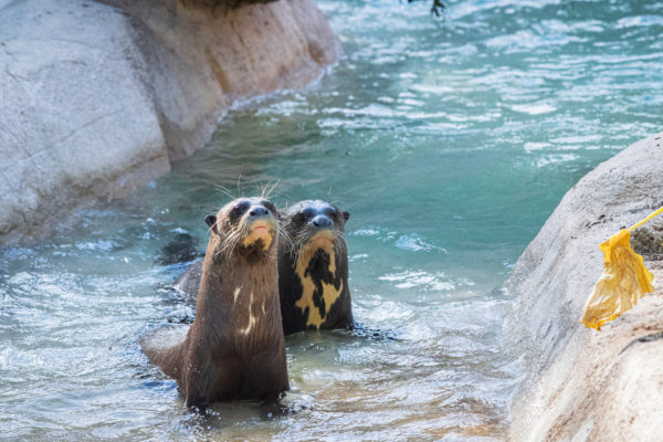 Houston Zoo Teens Reduced Their Plastic Use in November