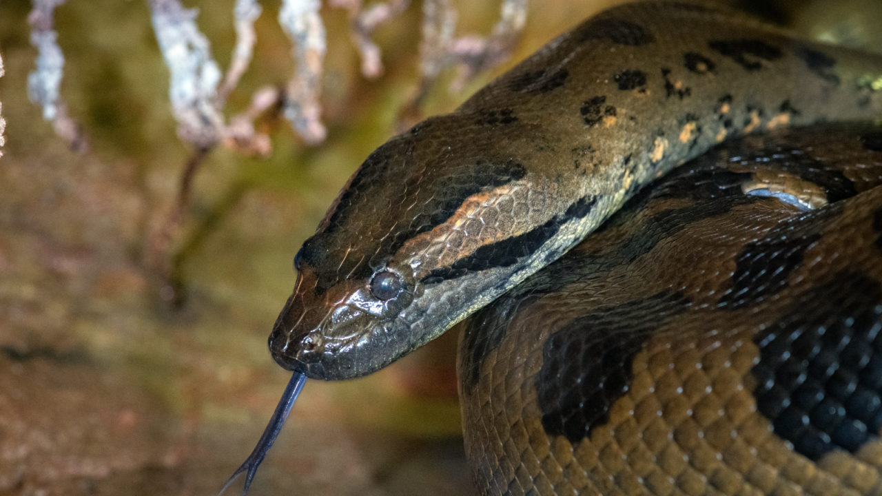 green anaconda with tongue sticking out