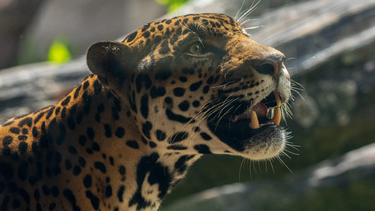 Jaguar - The Houston Zoo