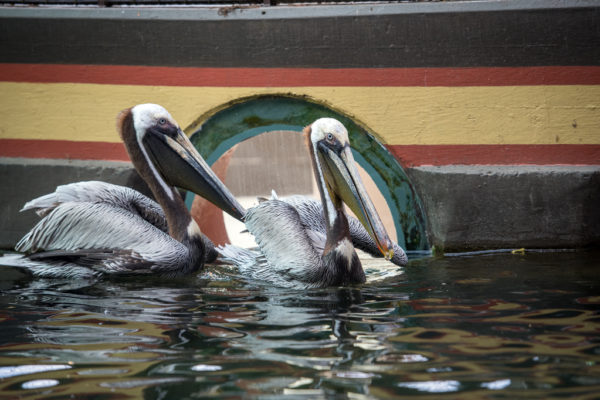 Good News: We’re Saving Wild Pelicans