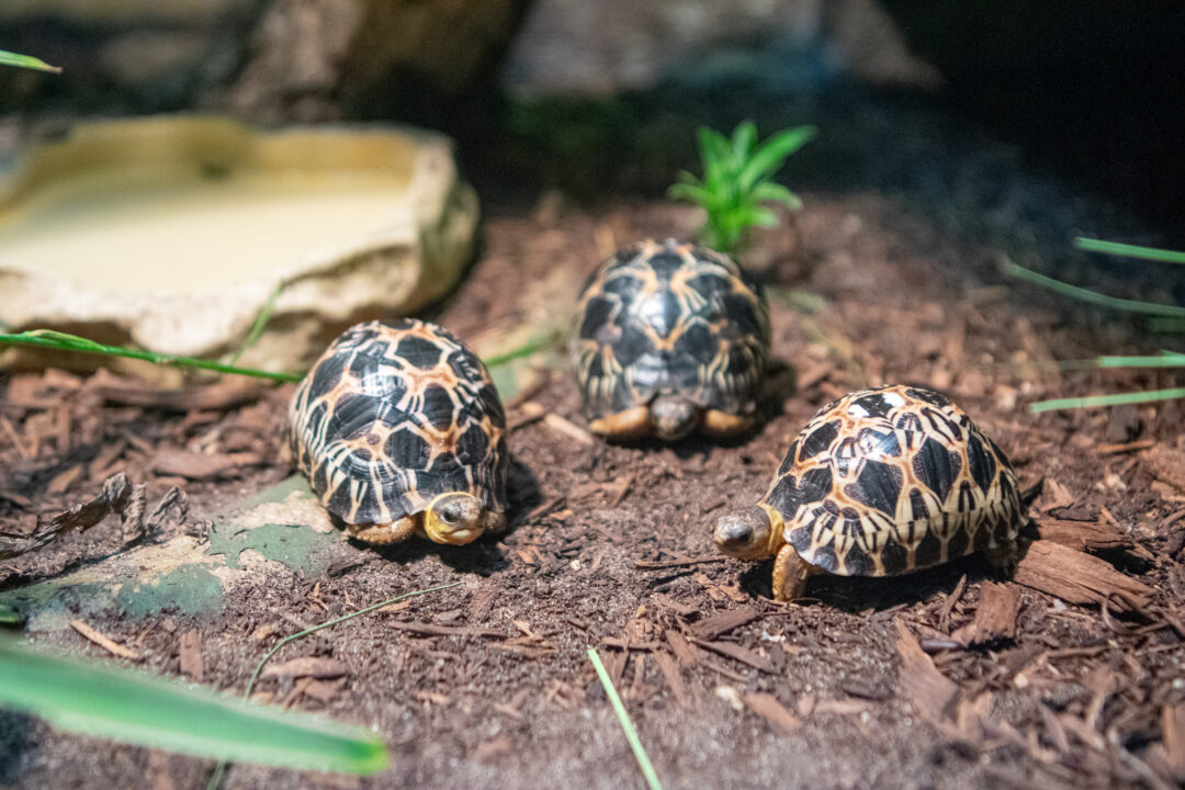 The John and Ingrid Werler Society - The Houston Zoo