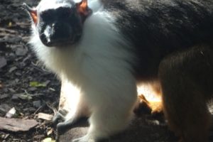 Year of the Monkey: August