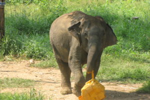 Elephant Keepers Kim Klein and Andrea Pohlman Bring their Experience to the Wild