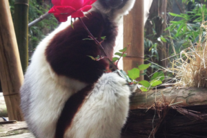 Valentine’s Day Keeper Showdown – Who Makes the Best Enrichment?