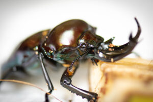 Zoo Celebrates Insect Week with Rare Rainbow Stag Beetles