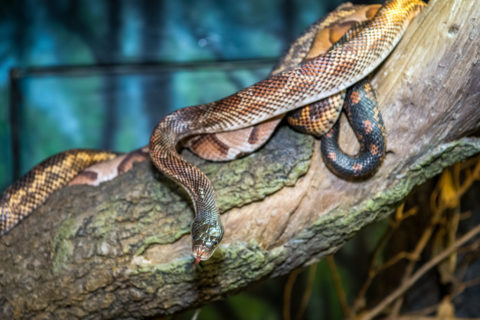 Good News: Saving Snakes Helps Us - The Houston Zoo