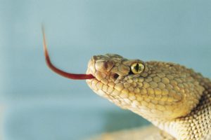 Sensational Snakes: Houston Zoo Puts a Spotlight on Native Snakes