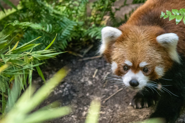 Remembering Red Panda, Také