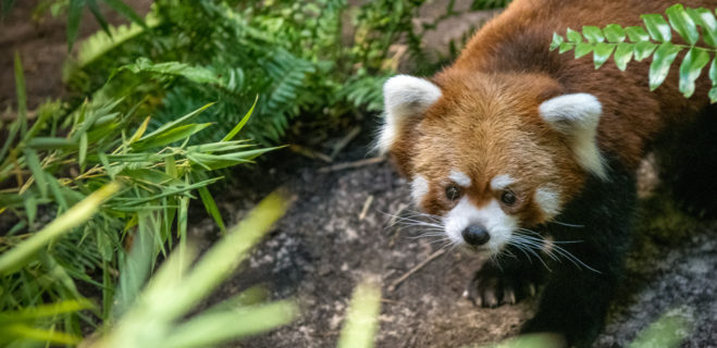 Také the red panda at the Zoo