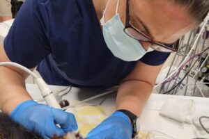 Celebrating Vet Tech Week – Meet Tami