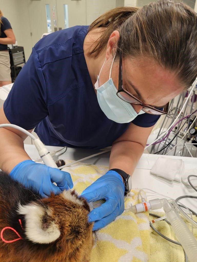 Celebrating Vet Tech Week Meet Tami The Houston Zoo