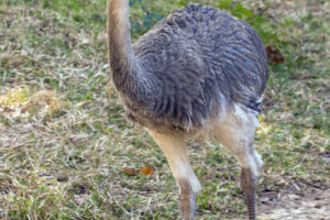 Are They Ostriches or Rheas?