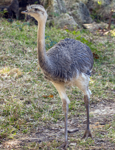 Are They Ostriches or Rheas? - The Houston Zoo
