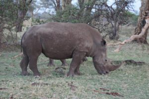 Houston Zoo Staff Travel to Save Animals in the Wild