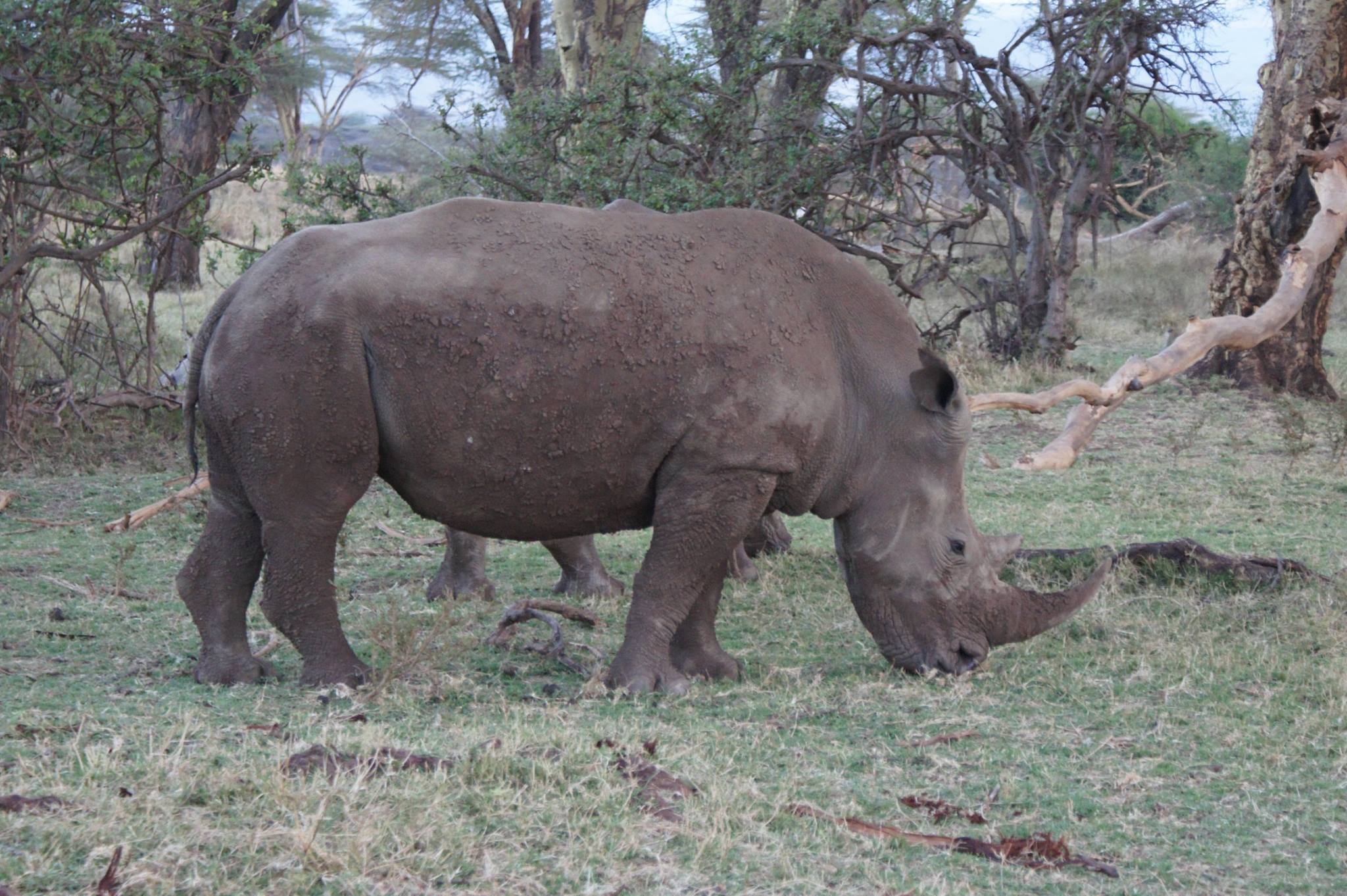 Houston Zoo Staff Travel to Save Animals in the Wild - The Houston Zoo