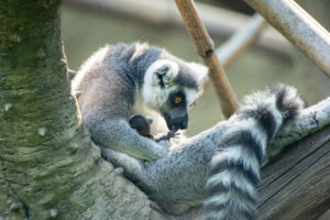 Ring-tailed Lemur Baby Born at the Zoo