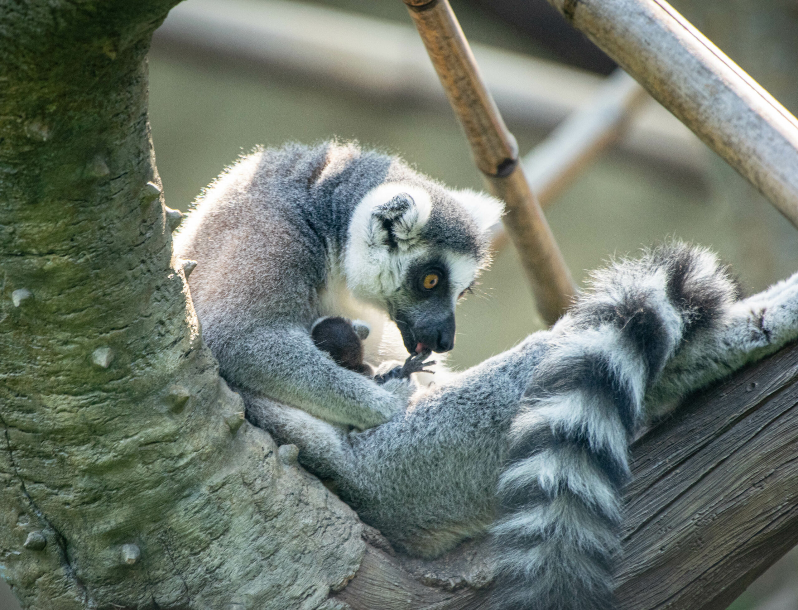 Ring-tailed Lemur Baby Born at the Zoo - The Houston Zoo