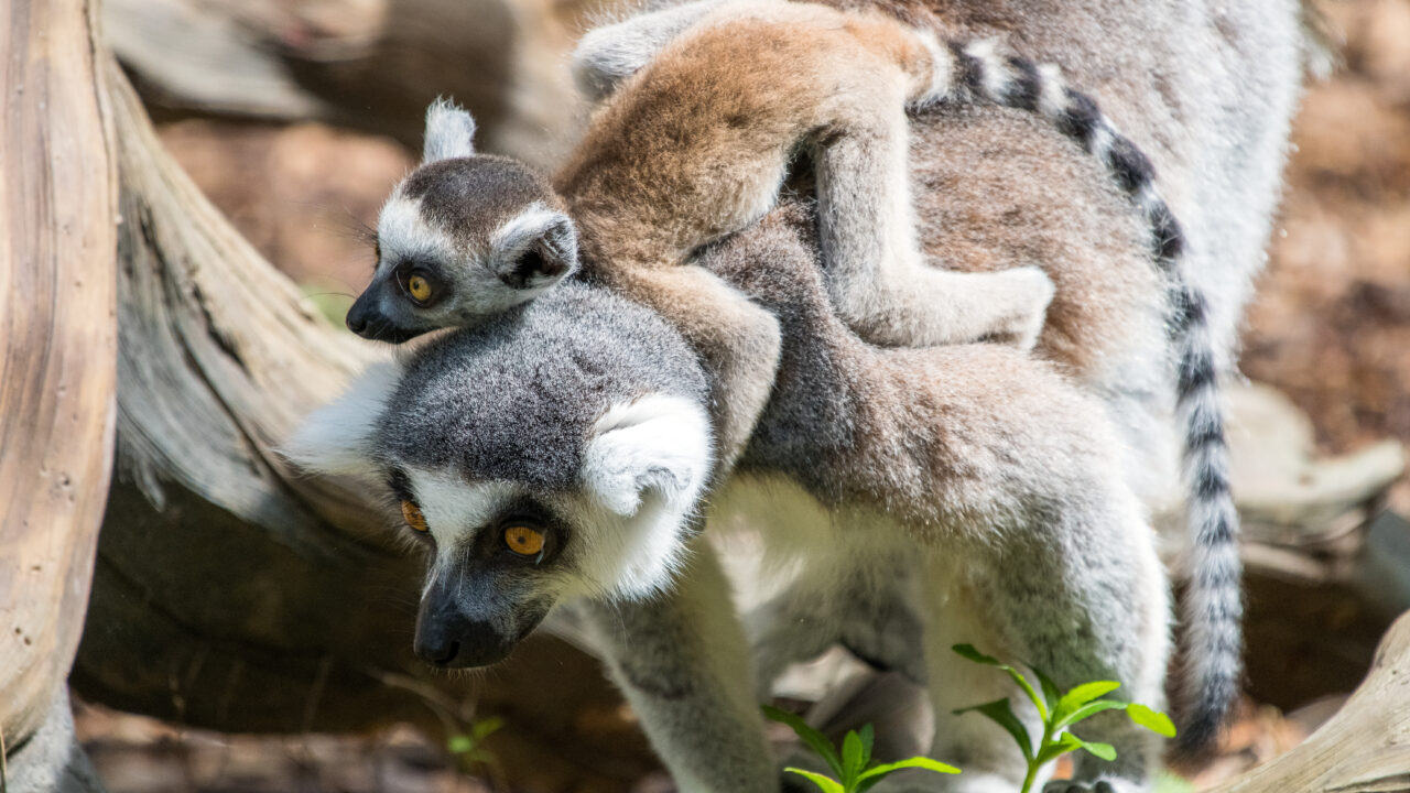 baby lemur riding on its mom's back