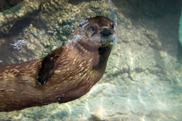 Good News: Reusing Your No-Sew Bags Saves Wild Otters