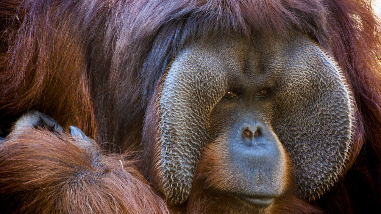 Good News: Help Save Animals’ Homes from the Comfort of Your Home