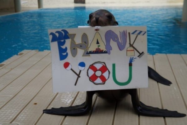 Be An Ocean Hero – Sea Lion Spotlight on Species & Member Morning
