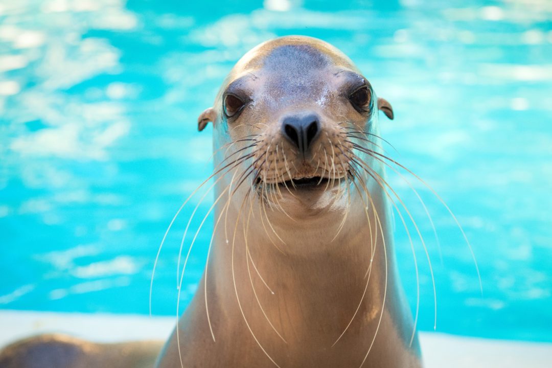 California sea lion at the Zoo