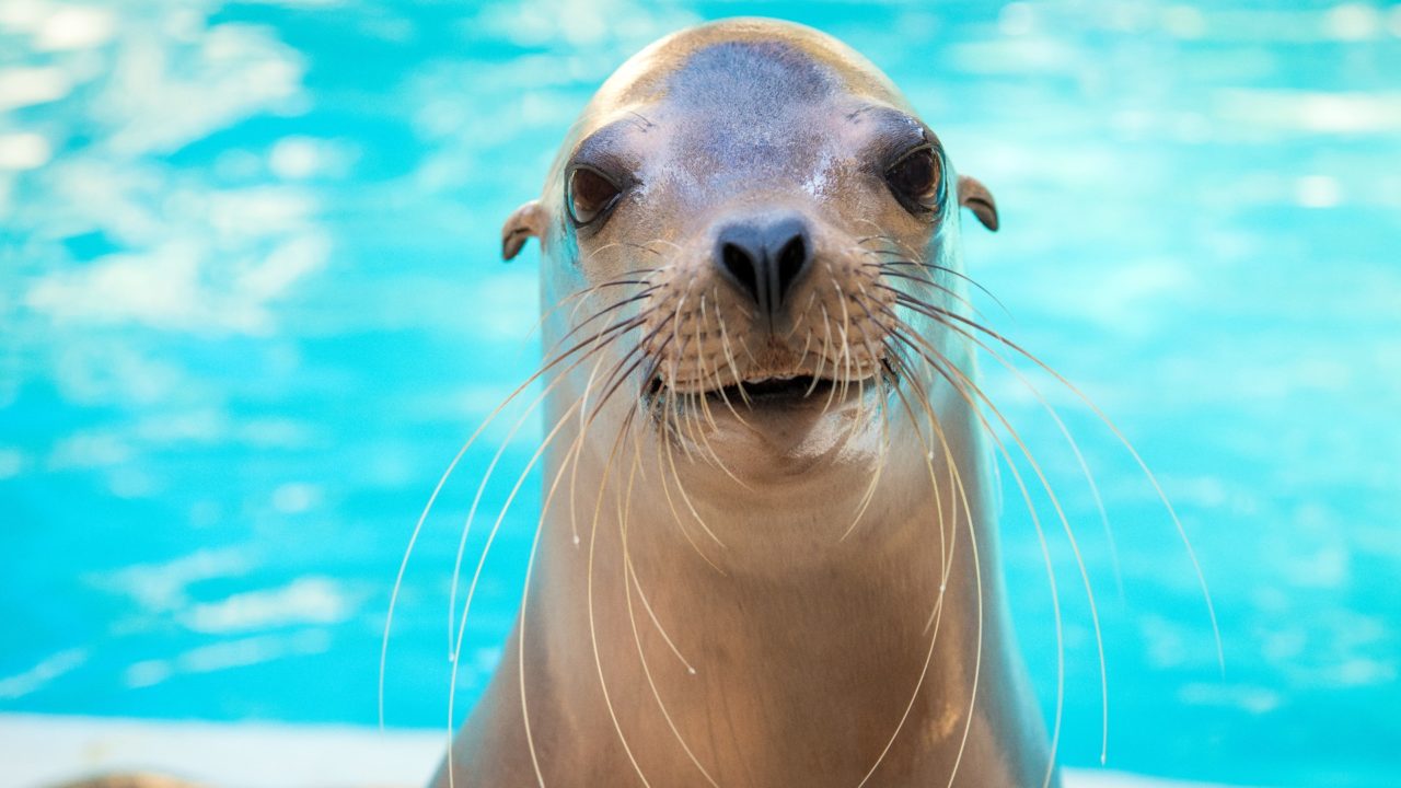 California Sea Lion - The Houston Zoo