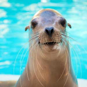 California sea lion at the Zoo