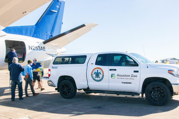 120 Endangered Sea Turtles Fly to Texas for Medical Treatment and Care