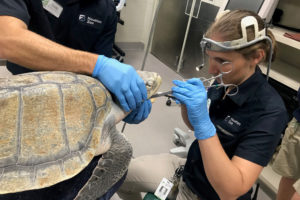 Behind the Scenes at the Veterinary Clinic