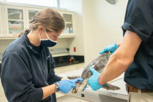 vet examining a sea turtle