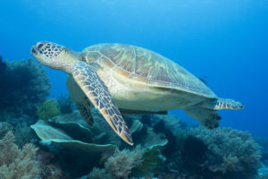 World Oceans Day