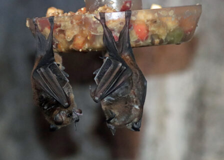 two sebas short-tailed bats hanging