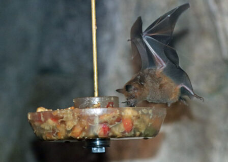 sebas short-tailed bat eating fruit