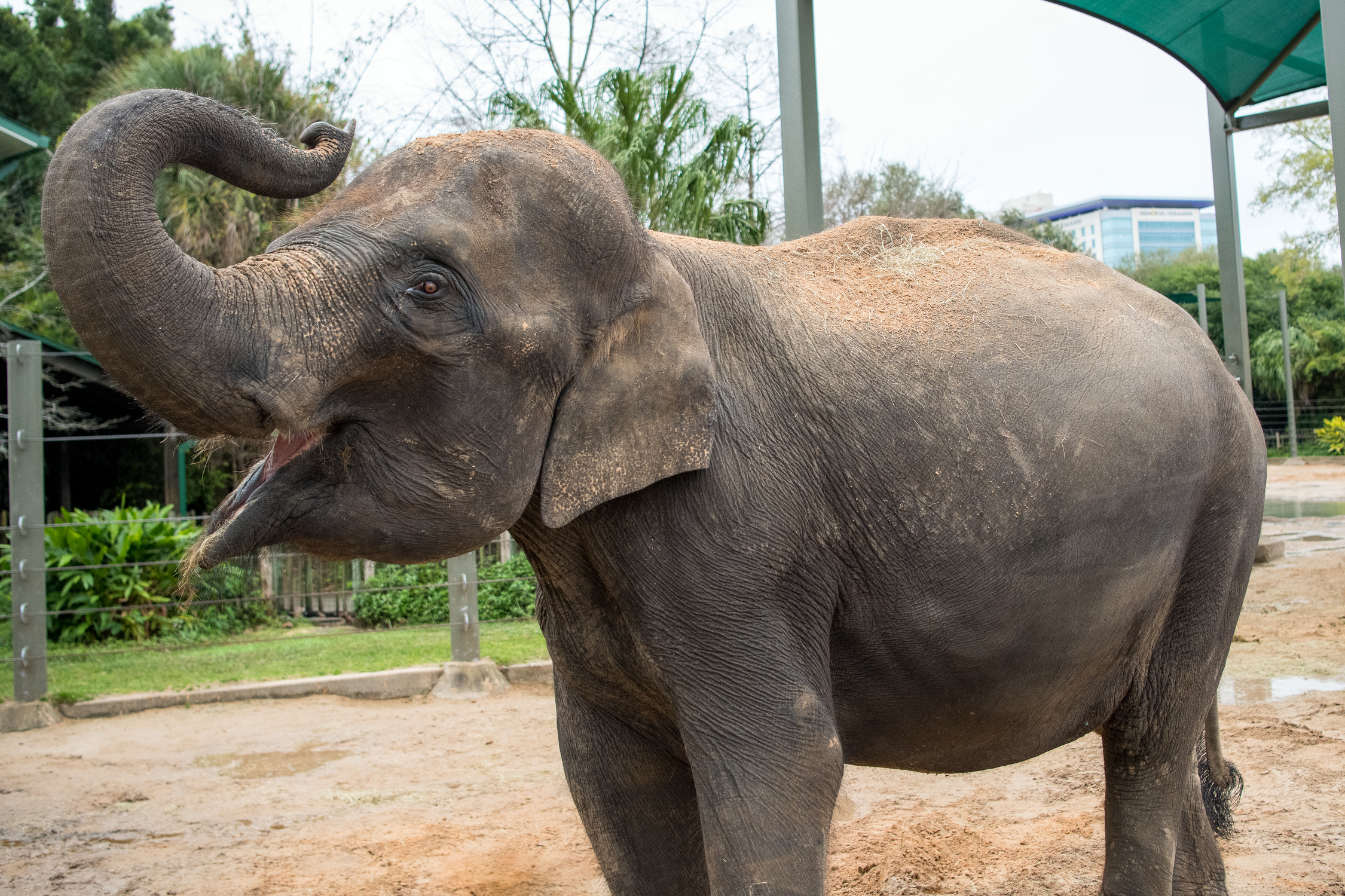 Elephant In Zoo