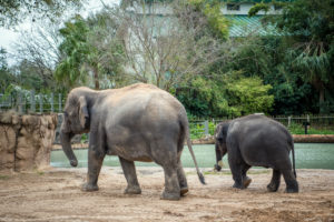 Asian elephants Shanti and Joy walking