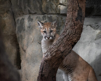 shasta cougar blog eric