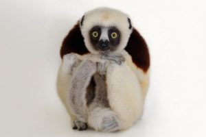Updates from the Wild: Saving Lemurs in Madagascar, Part 3