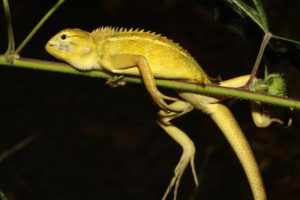 Leaping Lizards (2-3 Years)