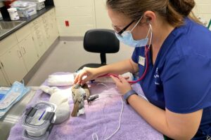 tami performing an exam on a bird